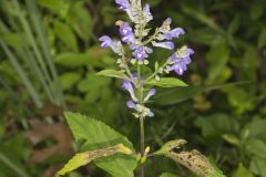 Downy Skullcap, Scutellaria incana