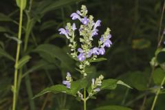 Downy Skullcap, Scutellaria incana