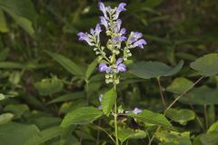 Downy Skullcap, Scutellaria incana