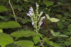 Downy Skullcap, Scutellaria incana