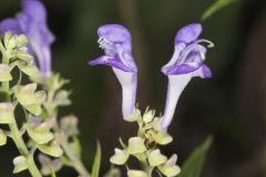 Downy Skullcap, Scutellaria incana