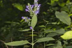 Downy Skullcap, Scutellaria incana