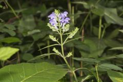 Downy Skullcap, Scutellaria incana