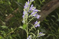 Downy Skullcap, Scutellaria incana