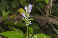 Downy Skullcap, Scutellaria incana