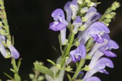Downy Skullcap, Scutellaria incana