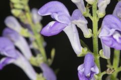 Downy Skullcap, Scutellaria incana