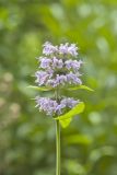 Downy Wood Mint, Blephilia ciliata