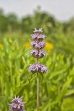 Downy Wood Mint, Blephilia ciliata