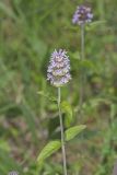 Downy Wood Mint, Blephilia ciliata