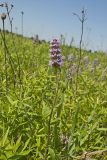 Downy Wood Mint, Blephilia ciliata