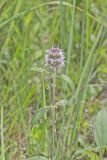 Downy Wood Mint, Blephilia ciliata