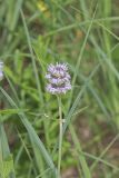 Downy Wood Mint, Blephilia ciliata
