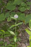 Downy Wood Mint, Blephilia ciliata