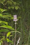 Downy Wood Mint, Blephilia ciliata