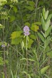 Downy Wood Mint, Blephilia ciliata