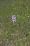 Downy Wood Mint, Blephilia ciliata