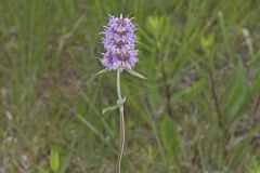Lamiaceae, Mint family