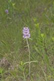 Downy Wood Mint, Blephilia ciliata