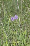 Downy Wood Mint, Blephilia ciliata