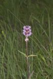 Downy Wood Mint, Blephilia ciliata