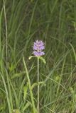 Downy Wood Mint, Blephilia ciliata