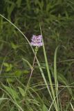 Downy Wood Mint, Blephilia ciliata