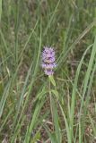 Downy Wood Mint, Blephilia ciliata