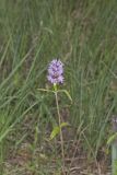 Downy Wood Mint, Blephilia ciliata
