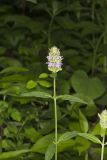 Downy Wood Mint, Blephilia ciliata
