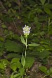 Downy Wood Mint, Blephilia ciliata