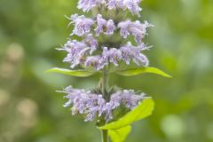 Downy Wood Mint, Blephilia ciliata