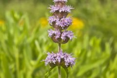 Downy Wood Mint, Blephilia ciliata