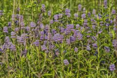 Downy Wood Mint, Blephilia ciliata