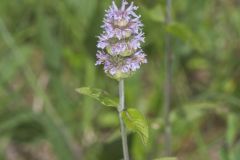 Downy Wood Mint, Blephilia ciliata