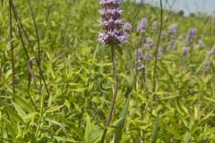 Downy Wood Mint, Blephilia ciliata