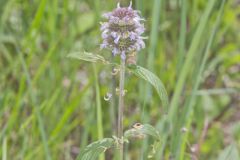 Downy Wood Mint, Blephilia ciliata