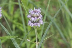 Downy Wood Mint, Blephilia ciliata