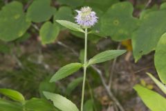 Downy Wood Mint, Blephilia ciliata