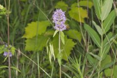 Downy Wood Mint, Blephilia ciliata