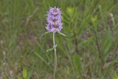 Downy Wood Mint, Blephilia ciliata