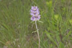 Downy Wood Mint, Blephilia ciliata