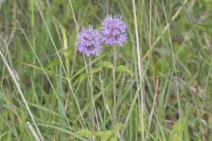 Downy Wood Mint, Blephilia ciliata