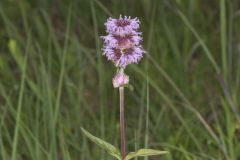 Downy Wood Mint, Blephilia ciliata