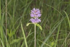 Downy Wood Mint, Blephilia ciliata