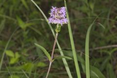 Downy Wood Mint, Blephilia ciliata