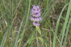 Downy Wood Mint, Blephilia ciliata