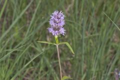 Downy Wood Mint, Blephilia ciliata