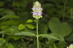 Downy Wood Mint, Blephilia ciliata