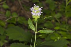 Downy Wood Mint, Blephilia ciliata